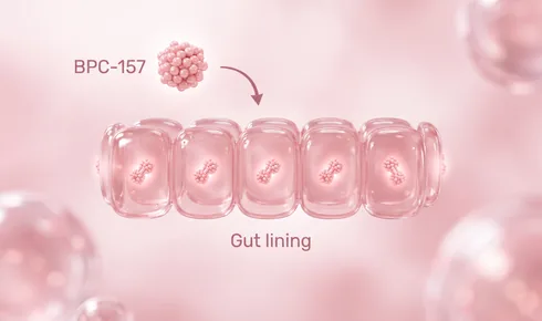 Stylized illustration of a row of rounded gut lining cells joined edge to edge, each one holding a small beaded protein, tagged Gut lining, with a beaded round molecule labelled BPC-157 arriving along a curved arrow.